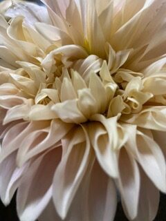 Photo by Gabriela Denise Frank, a close-up of a white flower