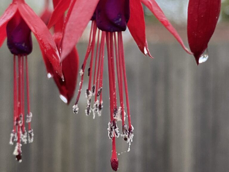 Decorative cover image for The Blackbird and the Robin by Fergus Hogan, upside-down fuchsia blossoms tipped with snow